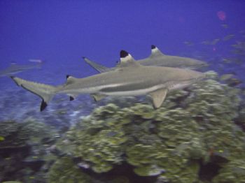  "Shark Patrol" Sony T1 BoraBora Tahiti ,internal flash,  by Gar Macrae 